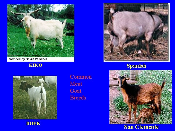 KIKO Spanish Common Meat Goat Breeds BOER San Clemente 