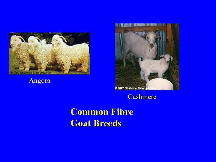 Angora Cashmere Common Fibre Goat Breeds 