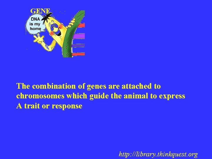 GENE The combination of genes are attached to chromosomes which guide the animal to