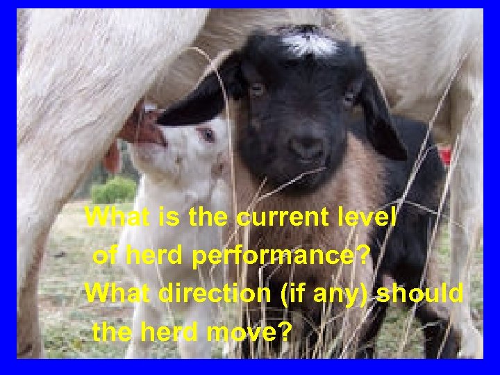 PERFORMANCE BENCHMARKS What is the current level of herd performance? What direction (if any)