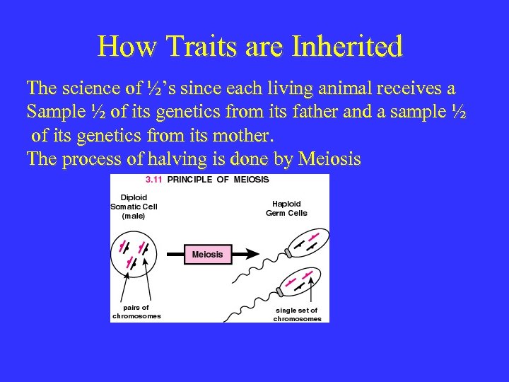 How Traits are Inherited The science of ½’s since each living animal receives a
