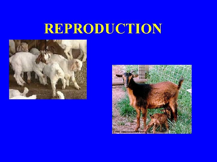 REPRODUCTION 