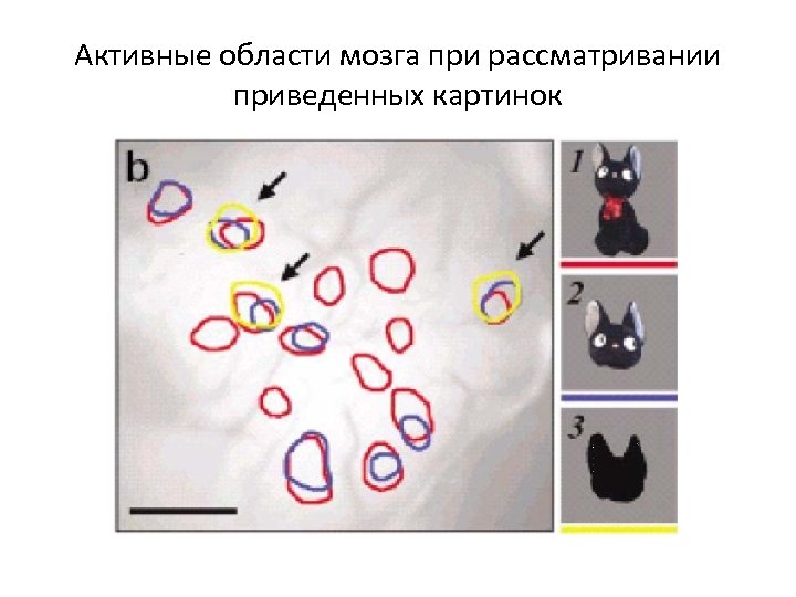 Активные области мозга при рассматривании приведенных картинок 