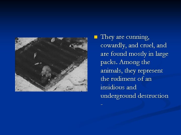 n They are cunning, cowardly, and cruel, and are found mostly in large packs.