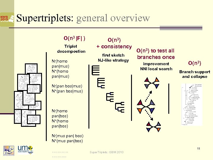 Supertriplets: general overview O(n 3 |F| ) Triplet decompostion N-(homo pan|mus) N+(homo pan|mus) O(n