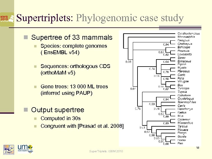 Supertriplets: Phylogenomic case study n Supertree of 33 mammals n Species: complete genomes (