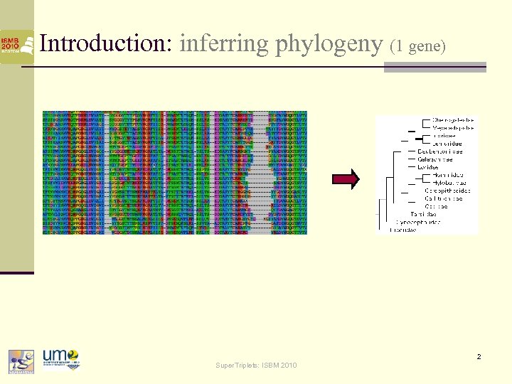 Introduction: inferring phylogeny (1 gene) 2 Super. Triplets: ISBM 2010 