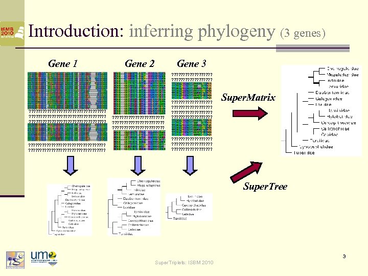 Introduction: inferring phylogeny (3 genes) Gene 1 Gene 2 Gene 3 ? ? ?