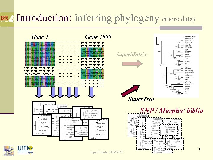 Introduction: inferring phylogeny (more data) Gene 1 ? ? ? ? ? ? ?