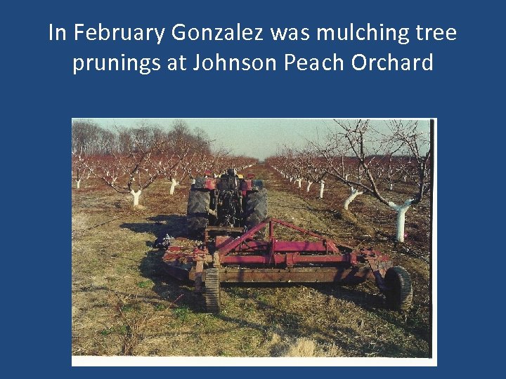 In February Gonzalez was mulching tree prunings at Johnson Peach Orchard 