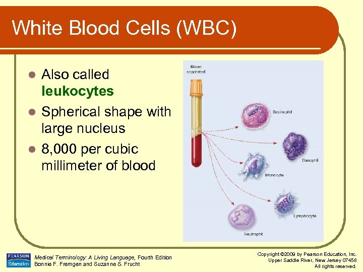 White Blood Cells (WBC) Also called leukocytes l Spherical shape with large nucleus l