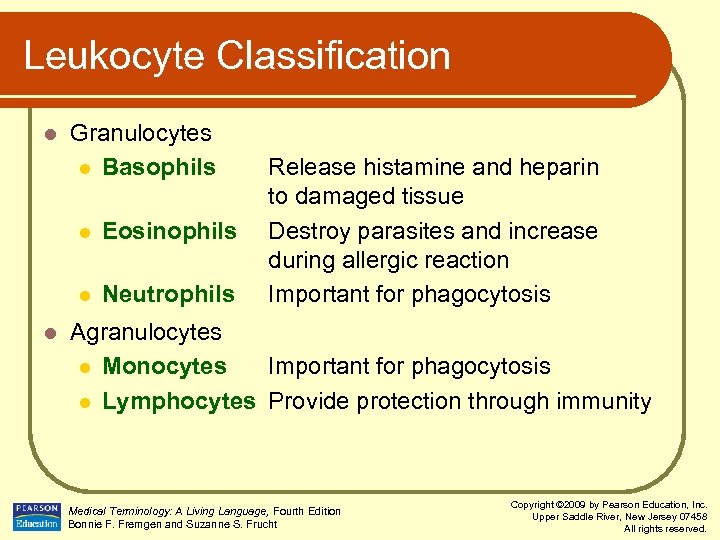 Leukocyte Classification l Granulocytes l Basophils l l l Eosinophils Neutrophils Release histamine and