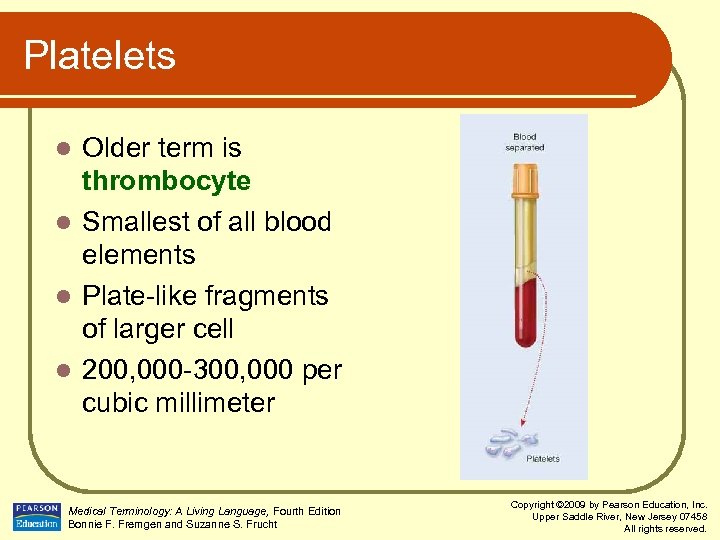 Platelets Older term is thrombocyte l Smallest of all blood elements l Plate-like fragments