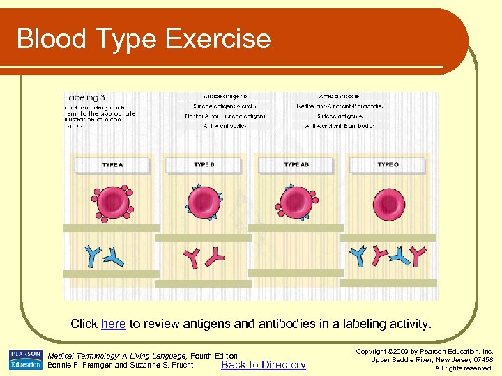Blood Type Exercise Click here to review antigens and antibodies in a labeling activity.