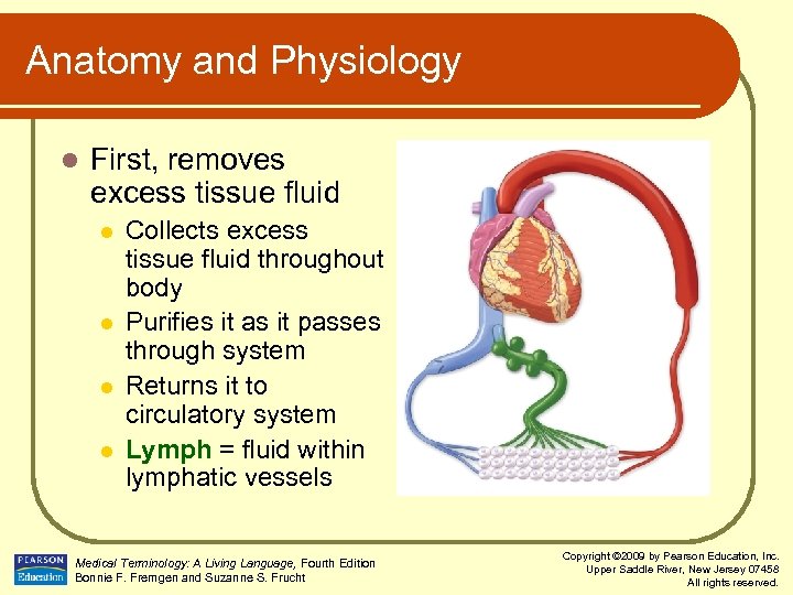 Anatomy and Physiology l First, removes excess tissue fluid l l Collects excess tissue