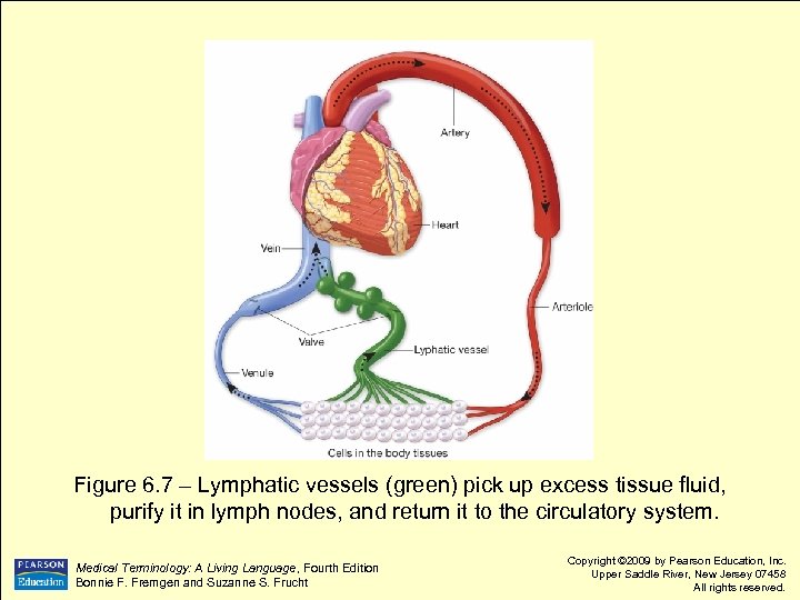 Figure 6. 7 – Lymphatic vessels (green) pick up excess tissue fluid, purify it