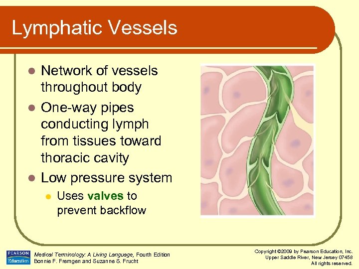 Lymphatic Vessels Network of vessels throughout body l One-way pipes conducting lymph from tissues
