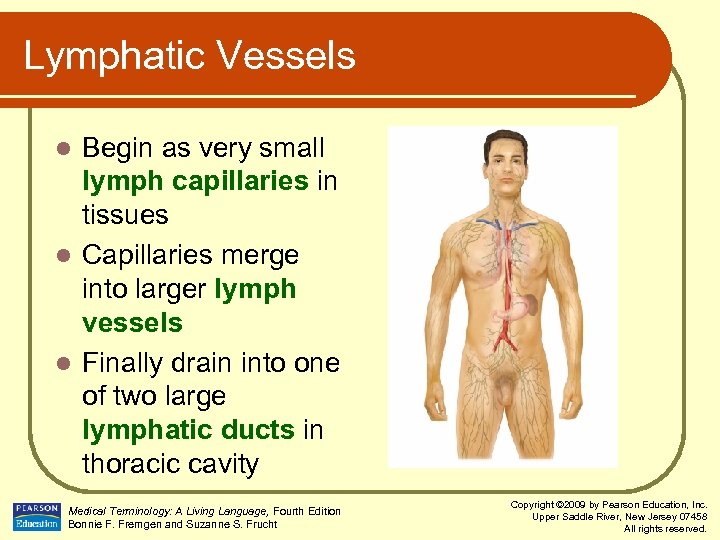 Lymphatic Vessels Begin as very small lymph capillaries in tissues l Capillaries merge into
