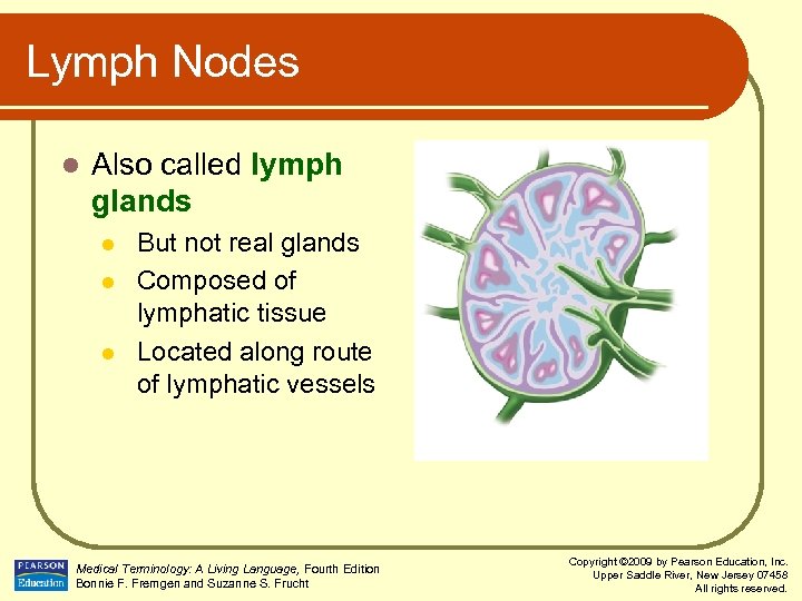 Lymph Nodes l Also called lymph glands l l l But not real glands