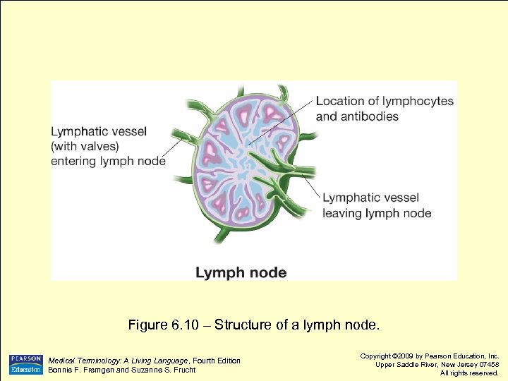 Figure 6. 10 – Structure of a lymph node. Language, Fourth Edition Medical Terminology: