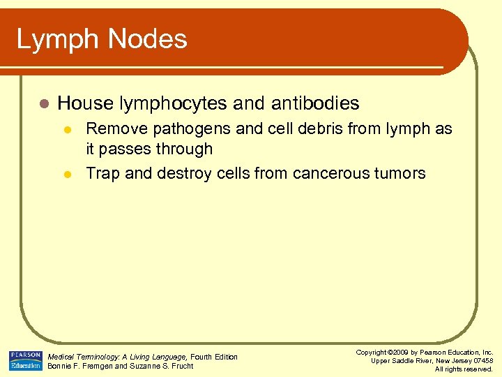 Lymph Nodes l House lymphocytes and antibodies l l Remove pathogens and cell debris