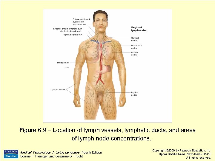 Figure 6. 9 – Location of lymph vessels, lymphatic ducts, and areas of lymph
