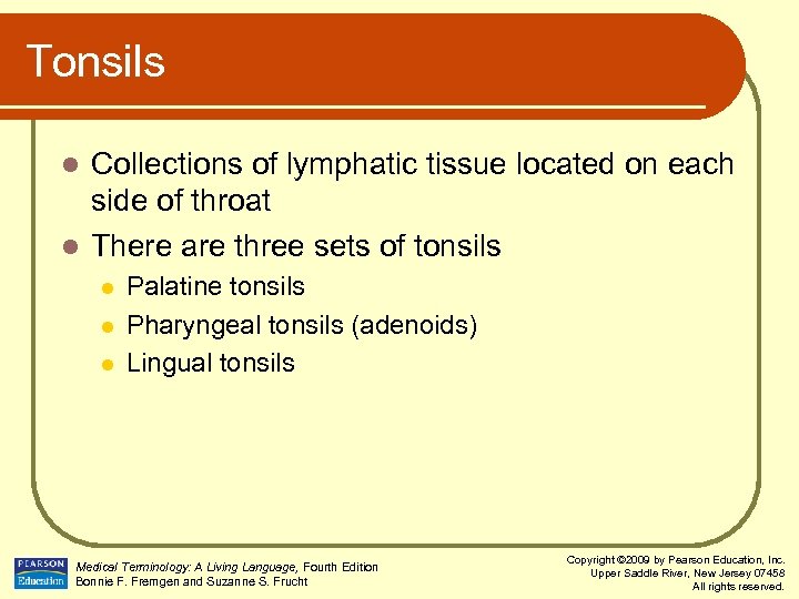 Tonsils Collections of lymphatic tissue located on each side of throat l There are