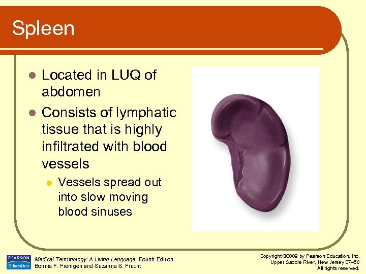Spleen Located in LUQ of abdomen l Consists of lymphatic tissue that is highly