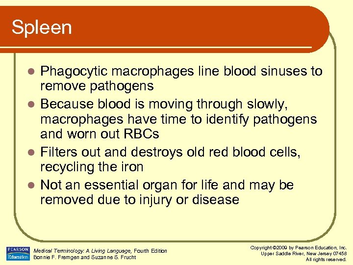Spleen Phagocytic macrophages line blood sinuses to remove pathogens l Because blood is moving
