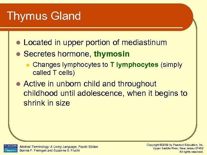 Thymus Gland Located in upper portion of mediastinum l Secretes hormone, thymosin l l