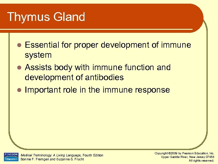 Thymus Gland Essential for proper development of immune system l Assists body with immune