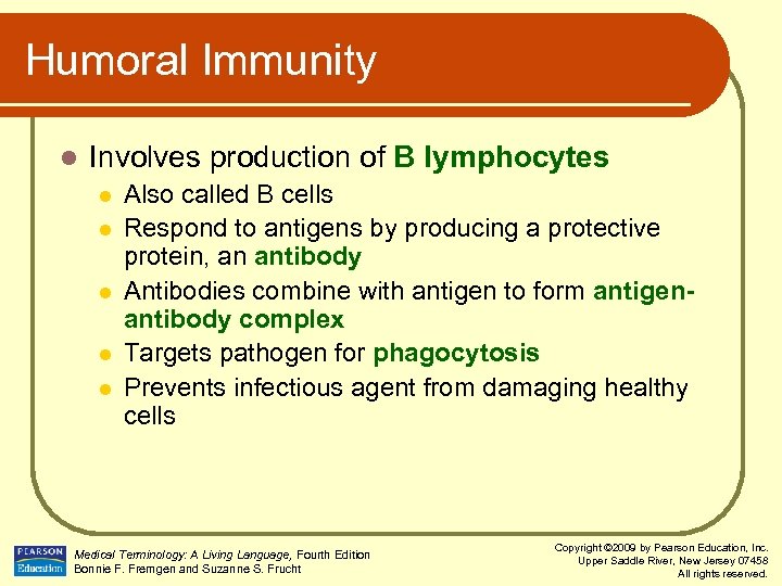 Humoral Immunity l Involves production of B lymphocytes l l l Also called B
