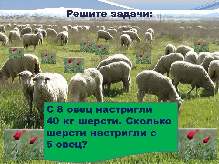 5 овец. Настриг шерсти с овцы кг. Задача про овец. С трех овец настригли в год 18. С 8 овец настригли 48.