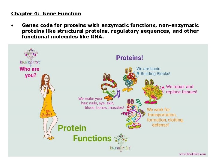 Chapter 4: Gene Function • Genes code for proteins with enzymatic functions, non-enzymatic proteins