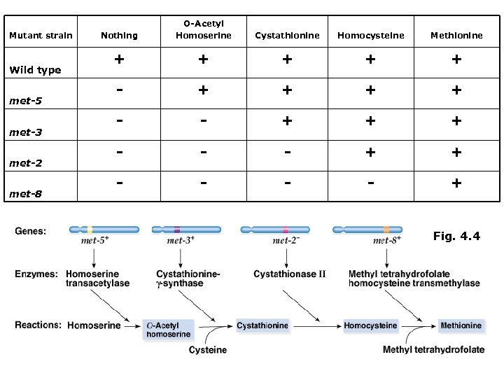 Mutant strain Wild type met-5 met-3 met-2 met-8 Nothing O-Acetyl Homoserine Cystathionine Homocysteine Methionine