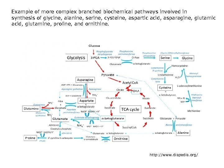 Example of more complex branched biochemical pathways involved in synthesis of glycine, alanine, serine,