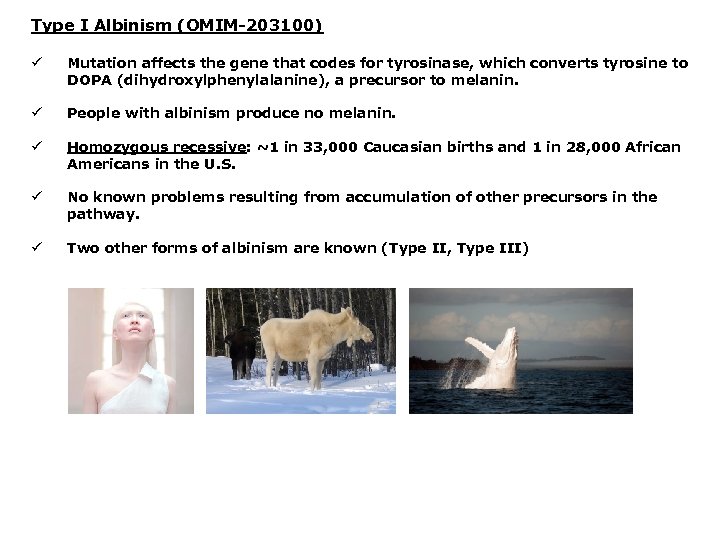 Type I Albinism (OMIM-203100) ü Mutation affects the gene that codes for tyrosinase, which
