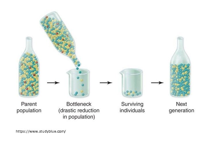 https: //www. studyblue. com/ 