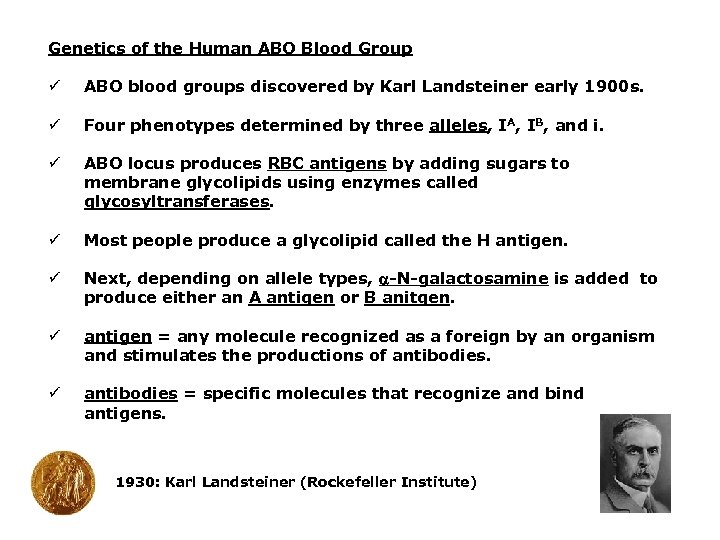 Genetics of the Human ABO Blood Group ü ABO blood groups discovered by Karl