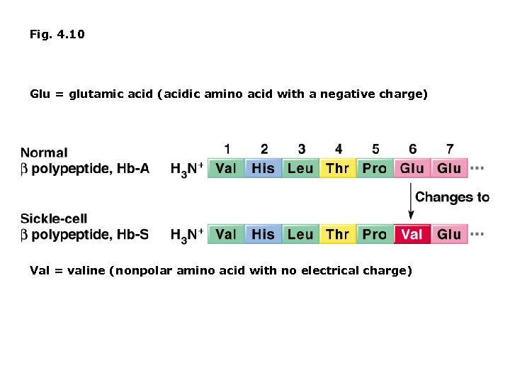 Fig. 4. 10 Glu = glutamic acid (acidic amino acid with a negative charge)