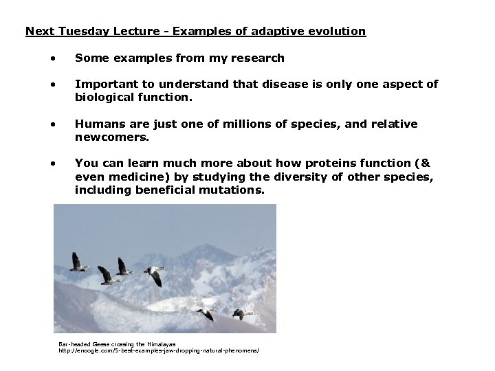 Next Tuesday Lecture - Examples of adaptive evolution • Some examples from my research