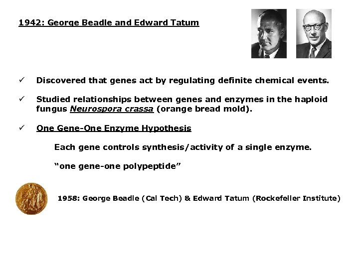 1942: George Beadle and Edward Tatum ü Discovered that genes act by regulating definite