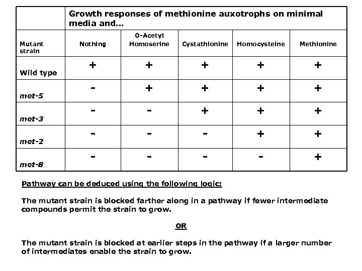 Growth responses of methionine auxotrophs on minimal media and… Mutant strain Wild type met-5