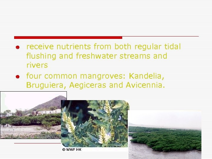 | | receive nutrients from both regular tidal flushing and freshwater streams and rivers