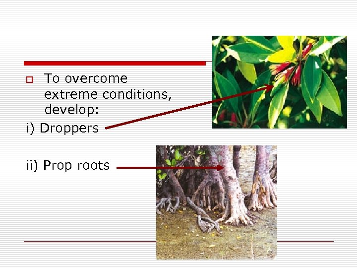 To overcome extreme conditions, develop: i) Droppers o ii) Prop roots 