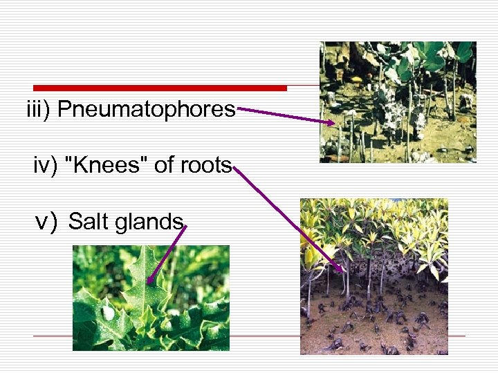 iii) Pneumatophores iv) "Knees" of roots v) Salt glands 