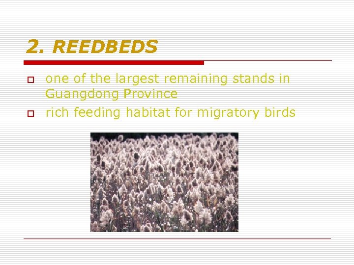 2. REEDBEDS o o one of the largest remaining stands in Guangdong Province rich