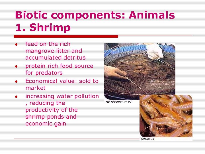 Biotic components: Animals 1. Shrimp l l feed on the rich mangrove litter and