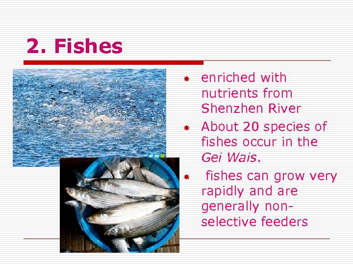 2. Fishes enriched with nutrients from Shenzhen River About 20 species of fishes occur