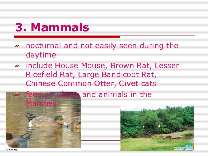 3. Mammals F F F nocturnal and not easily seen during the daytime include